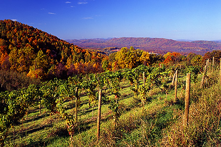 Grapes on Carter's Mountain, Albemarle County, VA